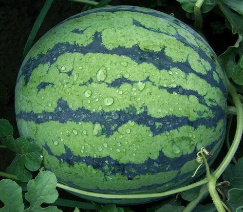 吃瓜黑料主题大赛