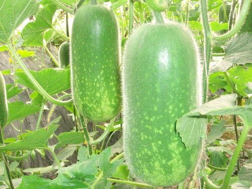 瓜多多揭秘吃瓜事件,吃瓜事件背后的真相与内幕