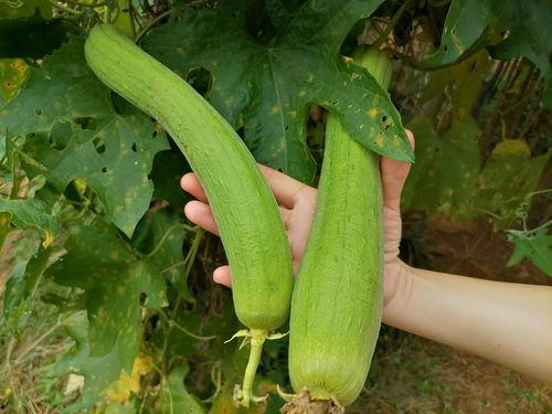 一网打尽全网瓜料,一网打尽全网瓜料全解析